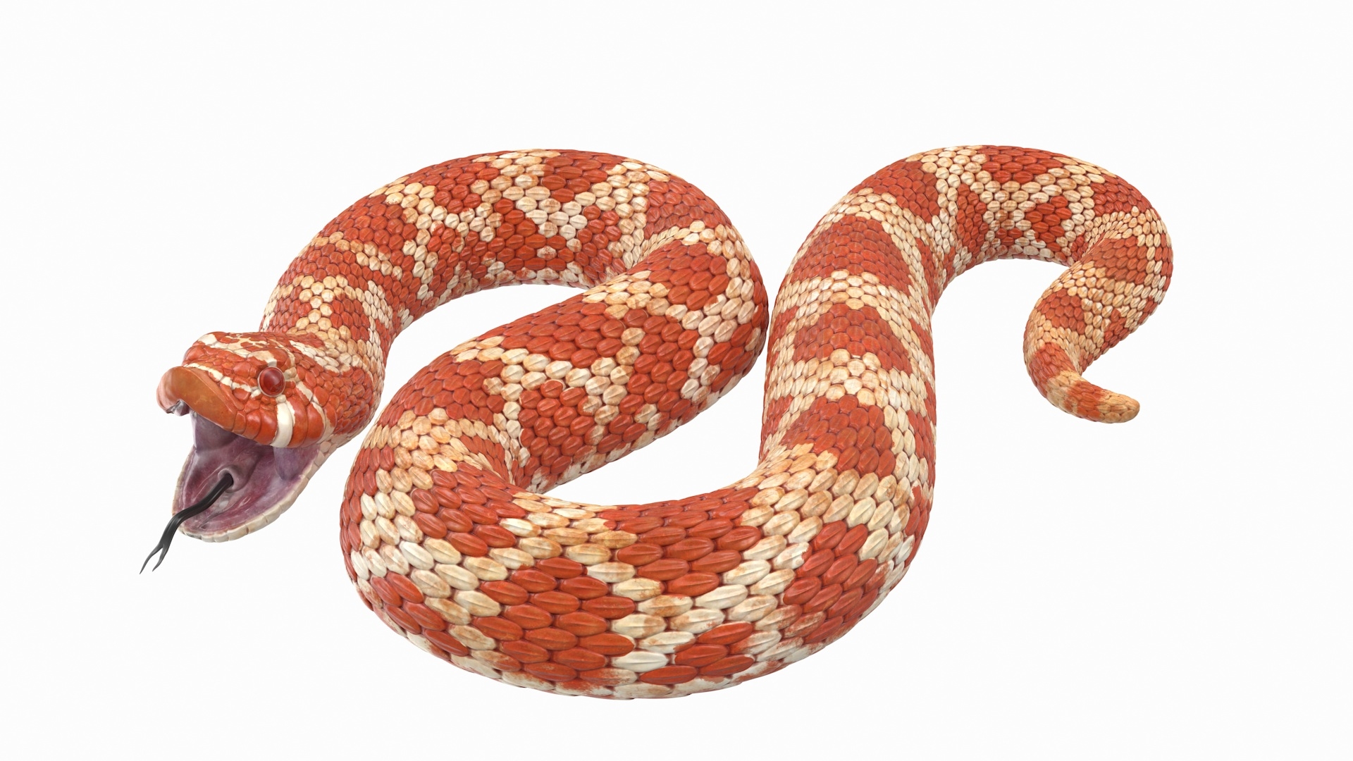 白化hognose蛇索电影院4d3d模型