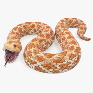 beige hognose snake attack 3D model
