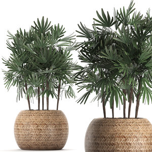houseplants plants palm decorative 3D model