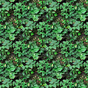 Groundcover 28