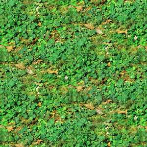 Groundcover 14