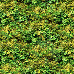 Groundcover 08
