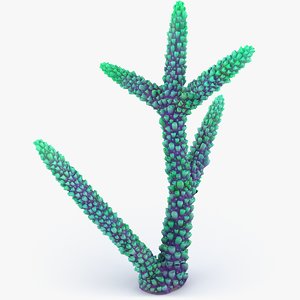 3D acropora coral