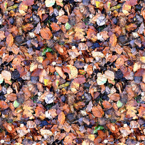 Leafy ground 09