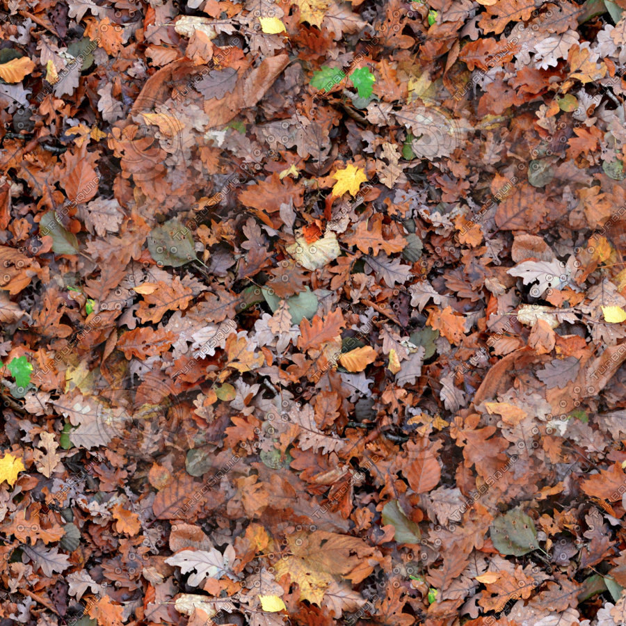 Texture Other leaf ground autumn