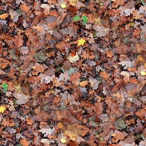 Leafy ground 03