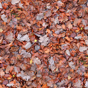 Leafy ground 01
