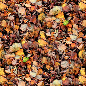 Leafy ground 18