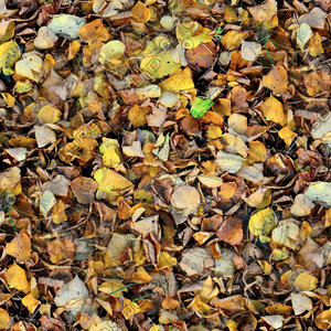 Leafy ground 16