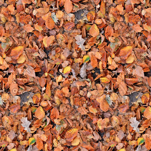 Leafy ground 10