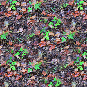 Leafy ground 23
