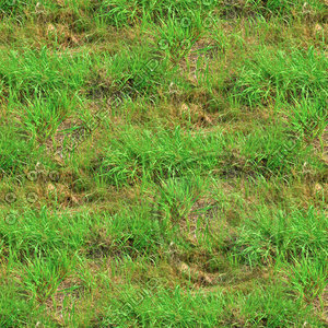 Long grass 02