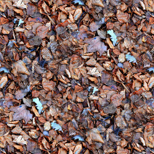 Leafy ground 33