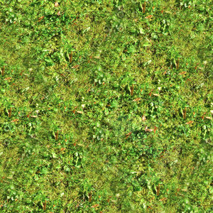 Mossy ground 15
