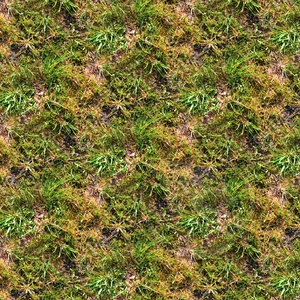 Mossy ground 16