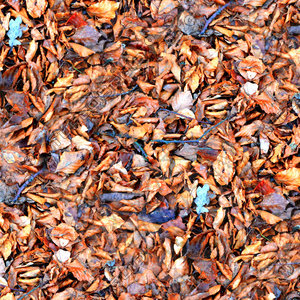 Leafy ground 19