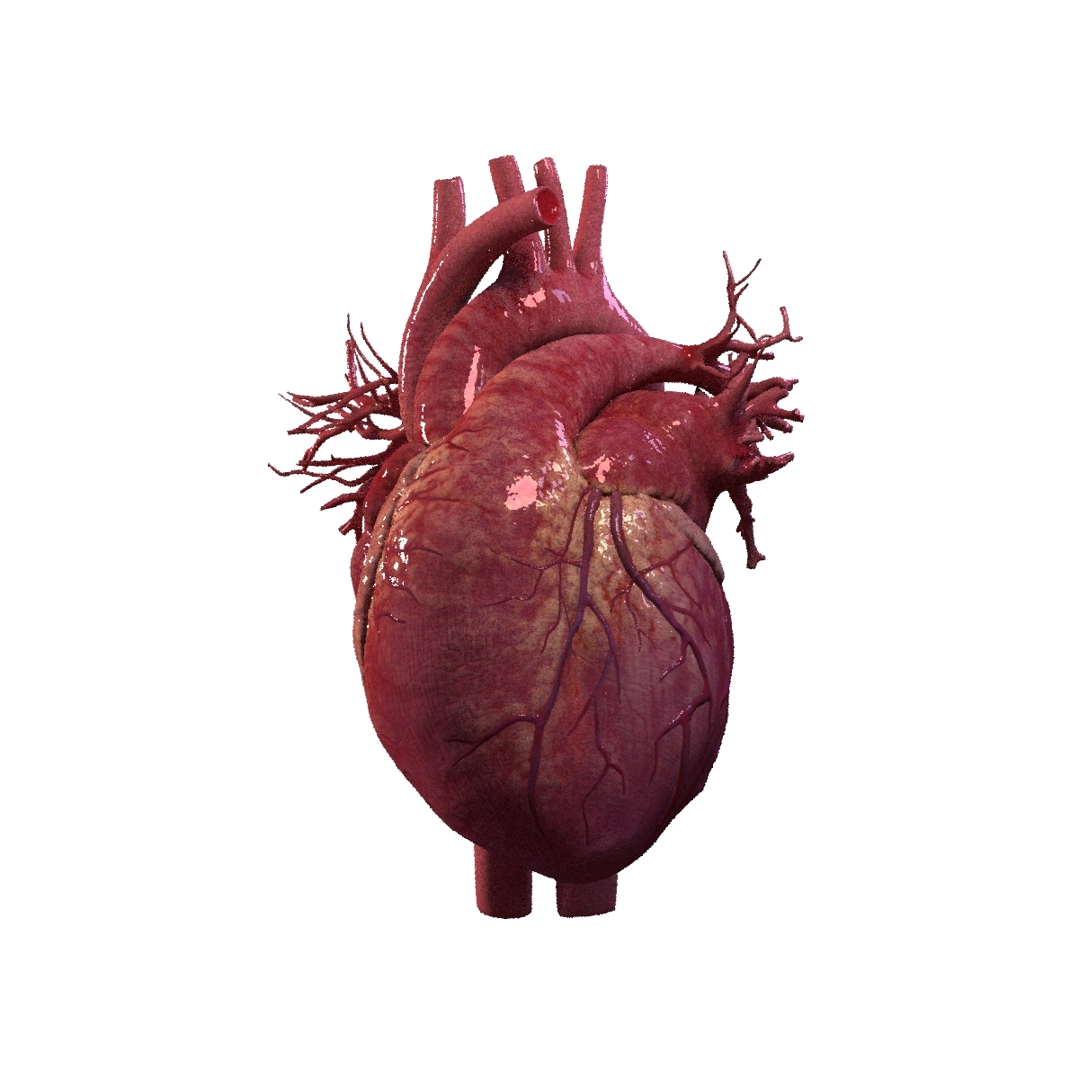Human heart animation 3D model - TurboSquid 1473267