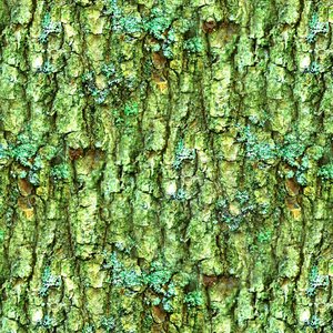 Mossy tree bark 24
