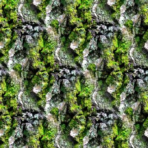 Mossy tree bark 22