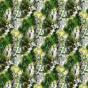 Mossy tree bark 25