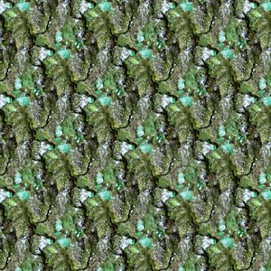 Mossy tree bark 17