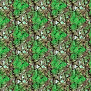 Mossy tree bark 19