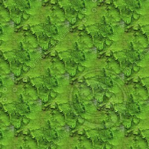 Mossy tree bark 41