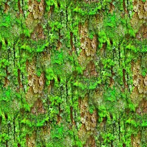 Mossy tree bark 44
