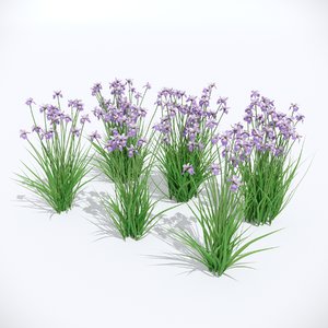 3D iris sibirica charming billy model
