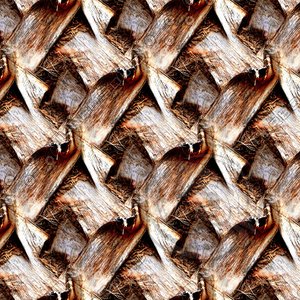 Palm tree bark 09