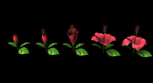 3D hibiscus flower model