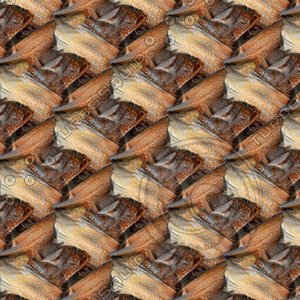 Palm tree bark 37