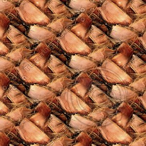 Palm tree bark 30