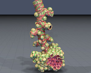 alveoli lungs 3D model