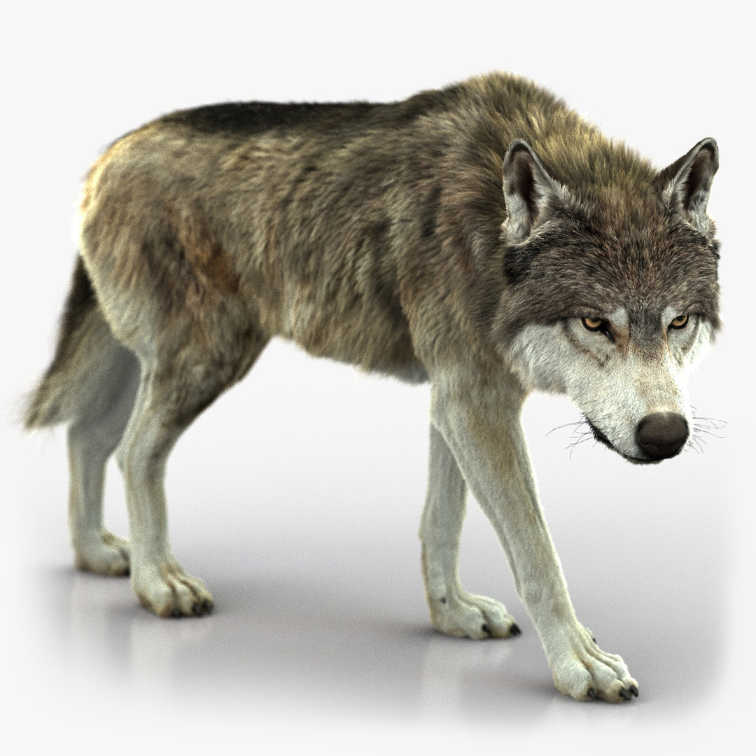 Модель волка