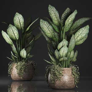 plants rattan dieffenbachia basket model