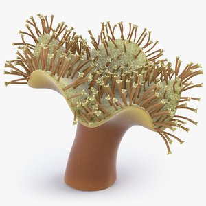 sarcophyton coral 3D