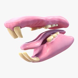 3D model realistic rat mouth
