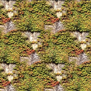 Stonewall with vines 10