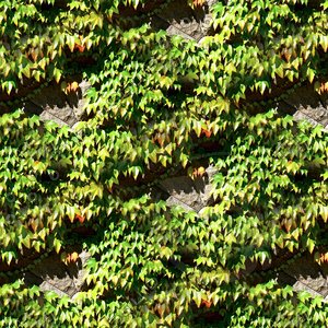 Stonewall with vines 05