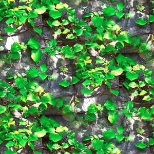 Stonewall with vines 02