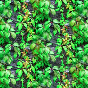 Stonewall with vines 12