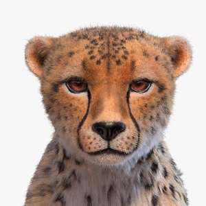 cheetah fur xgen 3D