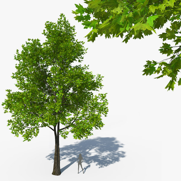 3d Model Acer Platanoides Norway Maple Tree Turbosquid