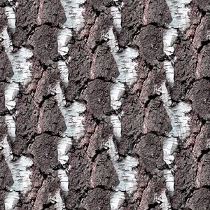 Tree bark 46