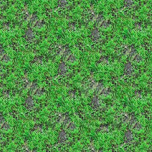 Wild grass 17