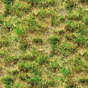 Wild grass 03
