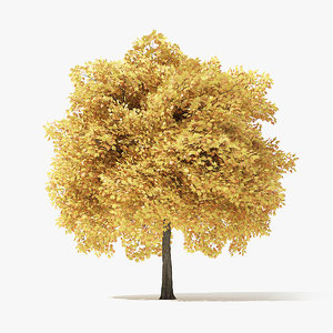 autumn norway maple tree 3D model