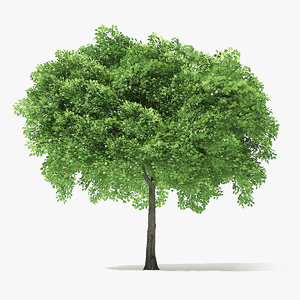 norway maple tree 3D
