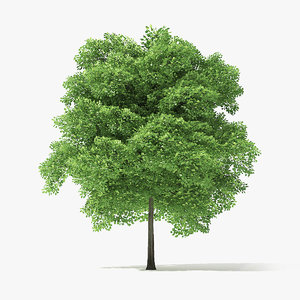 norway maple tree 3D model